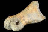 Ornithimimid Toe Bone - Alberta (Disposition #-) #96986-2